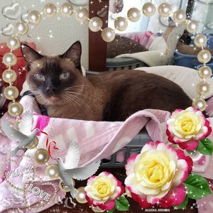 Meet your Posher, Renee